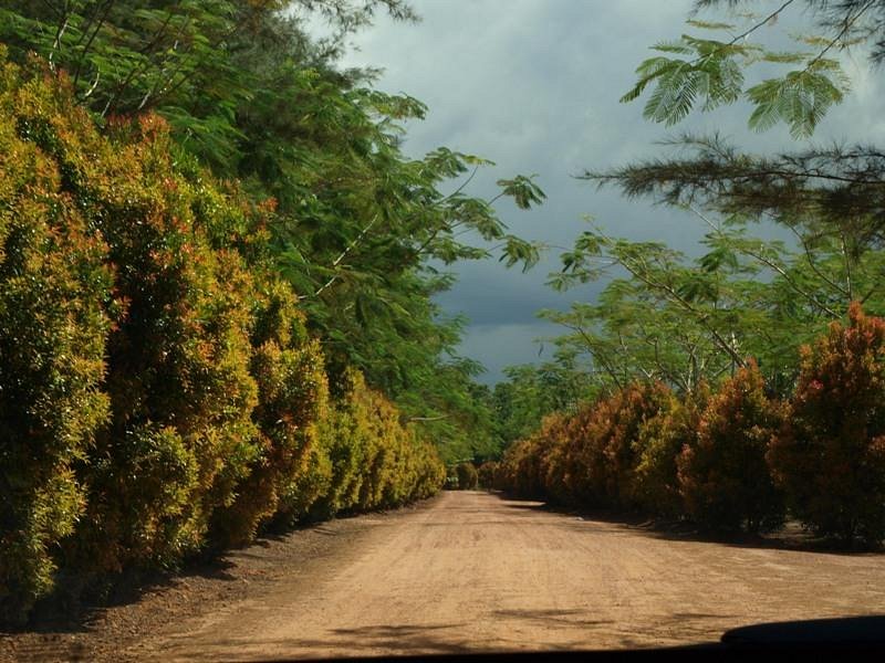 Bangka Botanical Garden (BBG)