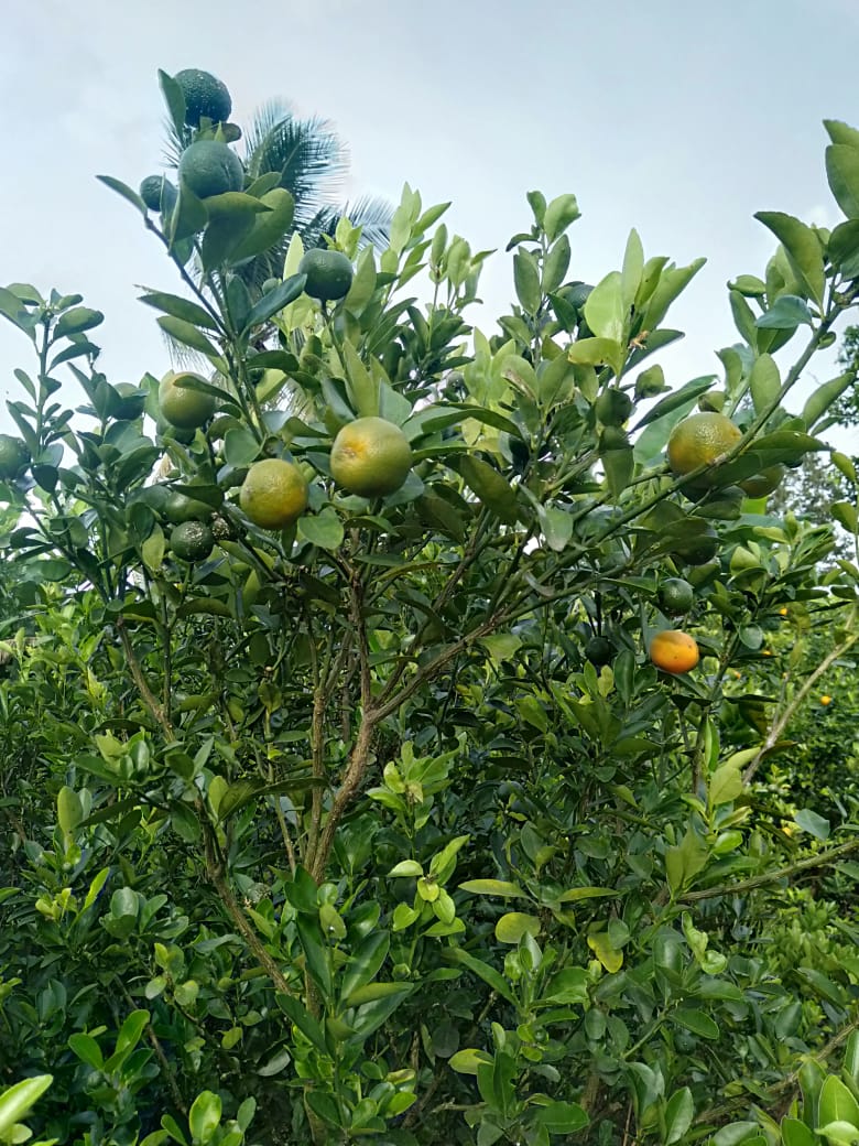 Jeruk Kunci